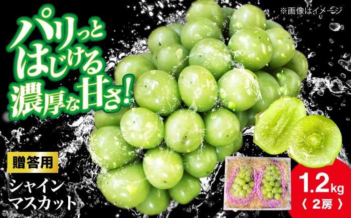 
                  【2026年先行予約】＜10月上旬から順次発送＞シャインマスカット 約1.2kg（2房） ぶどう ブドウ 葡萄 budou しゃいんますかっと ますかっと 2026年発送 大粒 種なし 皮ごと フルーツ 果物 くだもの 産地直送 お取り寄せ 送料無料 農家直送 新鮮 ギフト 人気 完熟 贈答用 広島 果実 プレゼント 贈り物 ご褒美 三次市 / 辰巳農園 [APCR003]
                