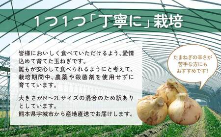 新玉ねぎ 約10kg  訳あり 玉ねぎ たまねぎ 国産 野菜 春野菜 無農薬 サイズ混合 産地直送 産直 数量限定 季節限定【2026年2月中旬～3月上旬発送】【木戸口菜園】