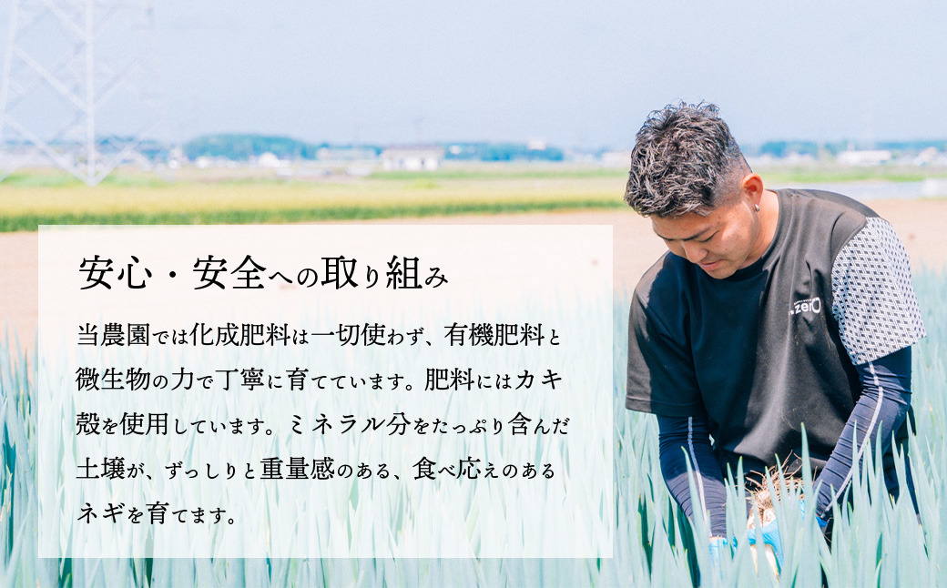 【先行受付 2026年11月以降発送開始】長ネギ 約5kg 約45本 茨城県産 八千代町産 野菜 農家直送 化成肥料不使用 有機肥料100% ねぎ 長ねぎ ネギ 旨味 認定農業者 9000円 [DJ0