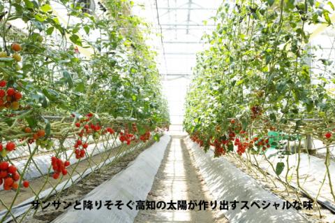 【先行受付開始】ハッピートマト1kg