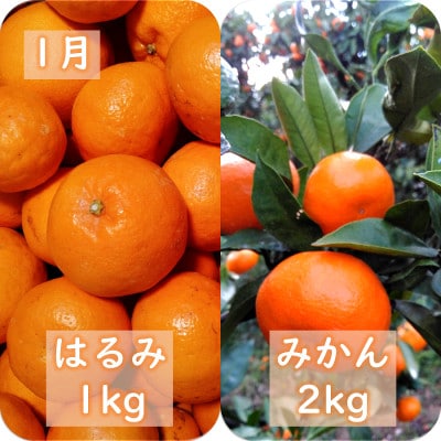 【発送月固定定期便】愛咲果樹園「冬の柑橘定期便」(1月〜3月)全3回【F71−20】【4013391】