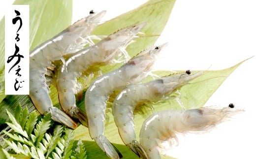 うるみえび （冷凍） SS～4Lサイズ ランダム 約400g 100g×4袋 エビ 海老 えび 海鮮 サイズ 4袋 鮮度 贈り物 ギフト ブランドエビ 岡山県 倉敷市