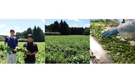 宮崎県産『冷凍えだまめ(3kg)』 自社農場生産の枝豆 時短調理につながる冷凍野菜 [国産 九州産 おつまみ お料理 自然解凍 加熱不要 10000円以下]  TF0296-P00019