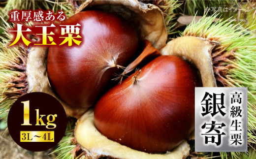 栗【先行予約】【2026年9月下旬から順次発送】高級 生栗 銀寄（ 1kg ） クリ くり 生栗 和栗 大粒 栗ご飯 栗ごはん くだもの 果物 フルーツ ふるーつ スイーツ 旬 お菓子作り おやつ 栗きんとん 渋皮煮 甘露煮 モンブラン 料理 アレンジ 秋の味覚 贅沢 グルメ 高品質 高級 先行予約 おすすめ 人気 お取り寄せ 送料無料 贈答 ギフト 愛媛県大洲市/あじさい農園[AGAE010]