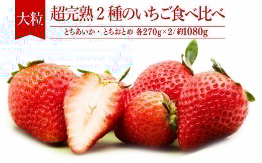 【先行受付：3月以降発送】いちご「茂木完熟いちご」 篠崎さんが育てた とちおとめ＆とちあいか 大粒 食べ比べセット 約270g×各2パック 合計 約1080g | いちご イチゴ 苺 とちあいか とちおとめ 完熟 大粒 果物 フルーツ くだもの 旬 産地直送 栃木県産 篠崎いちご園 栃木県 茂木町