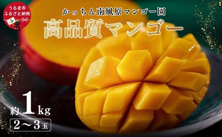 高品質マンゴー　秀品　約1kg（2～3玉）【かっちん南風原マンゴー園】【2027年発送】