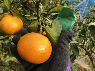 【2026年4月よりお届け！】先行予約【アタシカ果樹】 熊野新鹿産カラマンダリン（３kg）