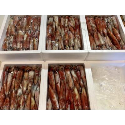 ふるさと納税 八幡浜市 【冷凍便】八幡浜発!「白イカ(剣先イカ)」ドカーンと2kg up!【F22-210】 |  | 01