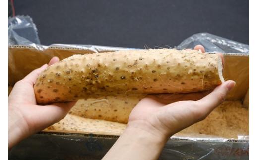 数量限定！遠別産 吉兆長芋（B品5kg)