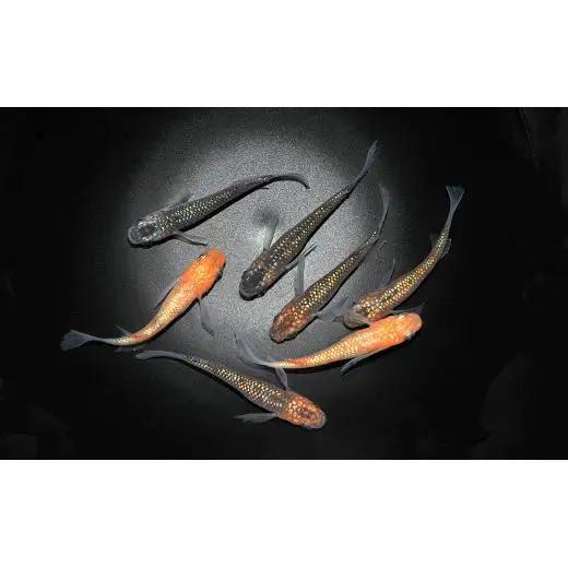 メダカ「オーロラ黄ラメヒレ長」3ペア