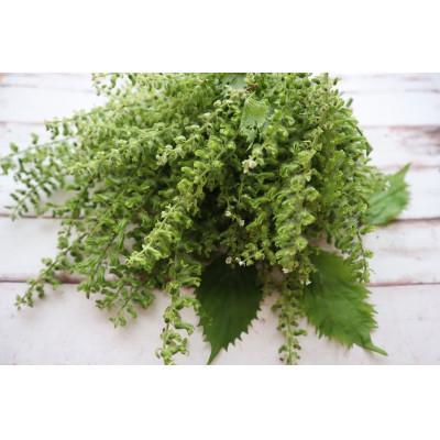 ふるさと納税 秦野市 秋の味覚　プチプチ食感がクセになる「しその実」(150g)