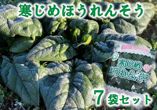 
【先行予約】 【11月～２月下旬 発送予定】 寒じめほうれんそう 約210g×7袋 ほうれん草 ホウレンソウ
