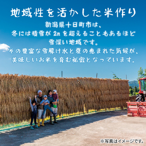 【2か月連続定期便】吉村さんちのくろ米御飯 20パック入りくろ米 うるち米 パック 米 コメ お米 ごはん ご飯 黒米 パックご飯 こしひかり コシヒカリ 新潟県産 魚沼 国産 新潟県 十日町
