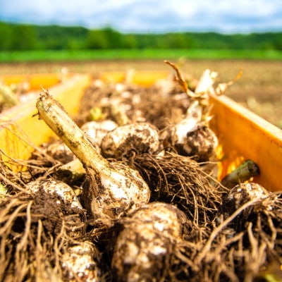 【先行受付:2026年7月より発送】青森ごのへ町産にんにく　家庭用土付きLサイズ以上 約1.5kg【配送不可地域：離島・沖縄県】