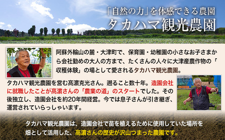 熊本県大津町産 タカハマ観光農園の太秋柿 約2.5kg《10月中旬-11月下旬頃出荷》