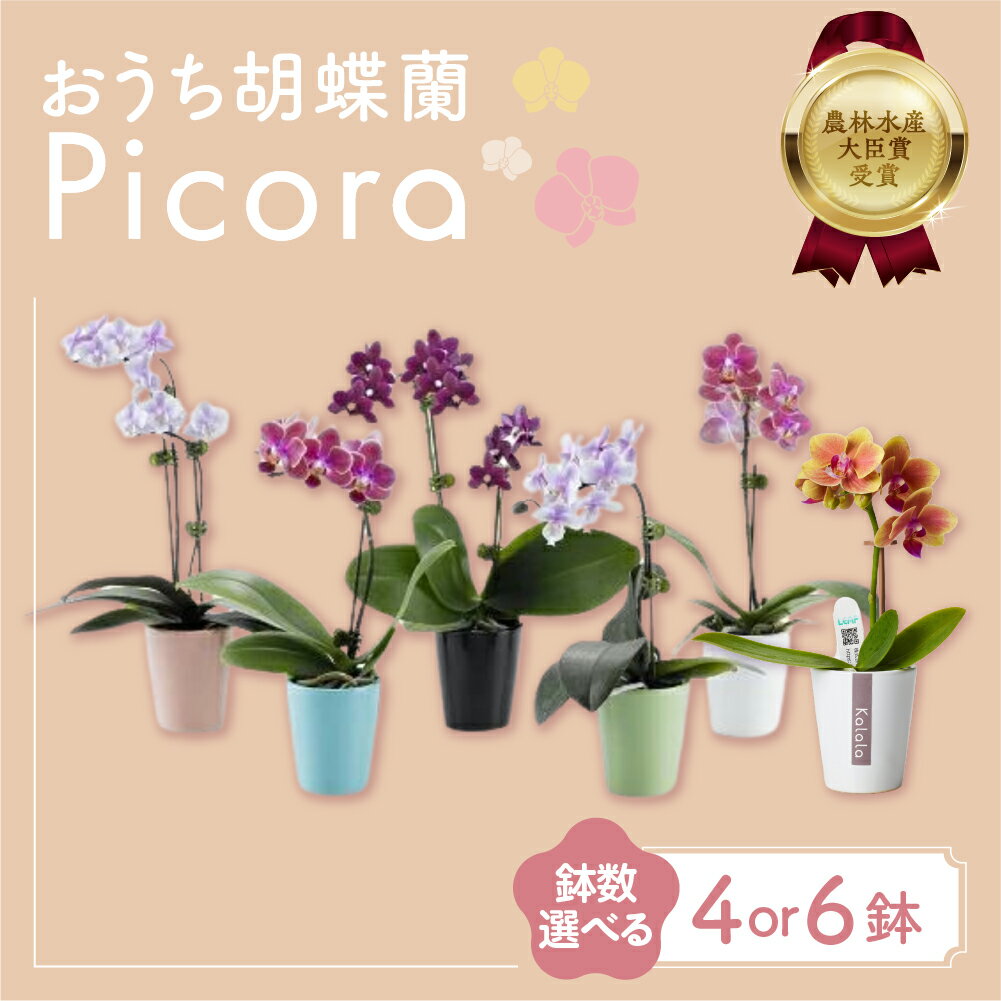 【ふるさと納税】胡蝶蘭『ピコラ』 選べる鉢数 4鉢 / 6鉢 セット 花 鉢花 おまかせ 鉢植え ランキング 一位 セット 鉢花 ラン ミディ 自宅用 観葉植物 インテリア お花 グリーン 愛知県 豊橋市 渥美半島 15000円 19000円