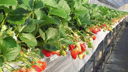 はないちご農園「まりひめデラックス」※着日指定不可※北海道・沖縄・離島への配送不可※2025年1月上旬～4月中旬頃に順次発送予定