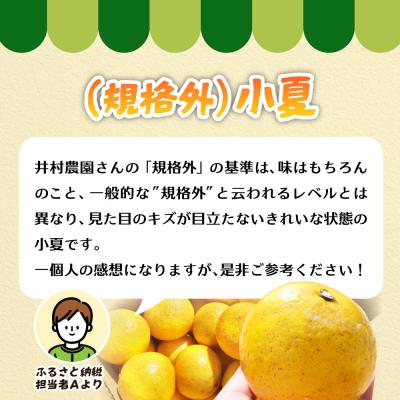 ふるさと納税 土佐清水市 R8.1月 規格外だけど規格外じゃない!? 訳あり 小夏 10kg(日向夏)柑橘【R01496】 |  | 01