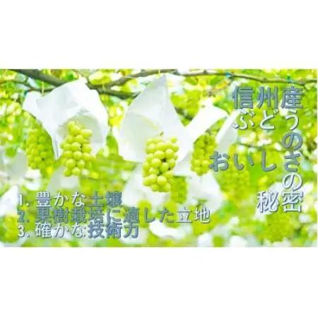 【厳選 旬のシャインマスカット1kg】フルーツ大国信州中野産【配送不可地域：離島】【1673181】