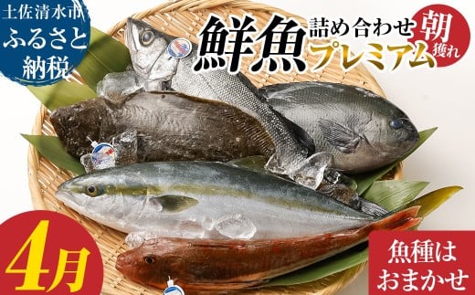 旬の朝獲れ鮮魚詰め合わせ（プレミアム）【2026年4月配送】 鮮魚 ボックス 詰め合わせ【以布利定置網　漁師直送】朝獲れ 旬 魚介 海鮮 魚 さかな せんぎょ 鮮魚セット おまかせ お任せ【S00819-4】