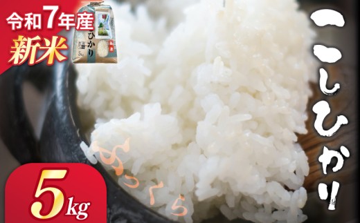 令和7年産 白米 精米 5kg コシヒカリ つげゆたか こしひかり つやつや ふっくら おいしい うま味 甘 甘い 産地直送 農家直送 お米 こめ ブランド 高級 米 お弁当 弁当 ご飯 おにぎり ごはん 白米 贈り物 贈答 都祁地産地消推進会 奈良県 奈良市