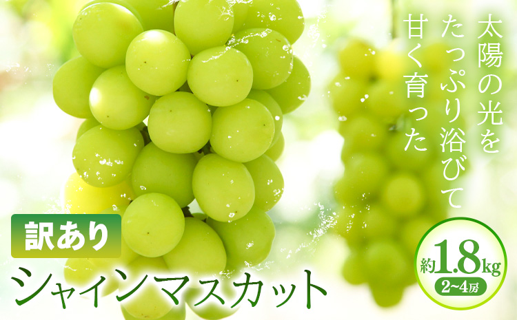 訳あり シャインマスカット 約1.8kg(2~4房) 株式会社日本植生グループ本社 NISSHOKU FARM《9月下旬-12月末頃出荷》葡萄 ブドウ ぶどう 浅口市 【配送不可地域あり】 (離島)