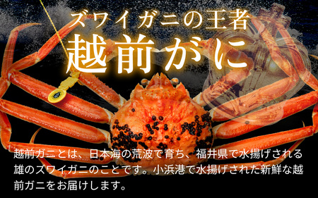 【先行予約/12月25日より順次発送】【年末希望】 越前がに 800ｇ×2ハイ ズワイガニ ずわいがに ボイル 冷蔵 小浜市 / まるほ商店 【配送不可地域：北海道・沖縄・離島】[BFCS040]