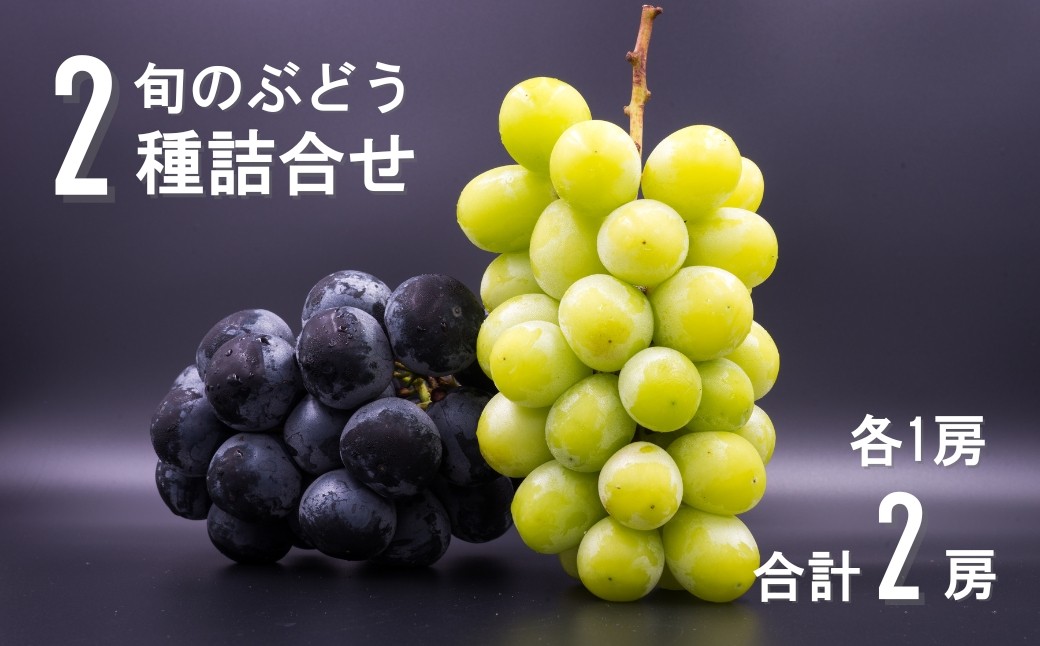 
                  【2026年先行予約】千曲市産 旬のぶどう 2種詰合せ （各1房合計2房）｜ 果物 フルーツ 葡萄 ブドウ 種無し 種なし 皮ごと 詰合せ 詰合わせ 詰め合わせ つめあわせ 千曲市 長野県 信州
                