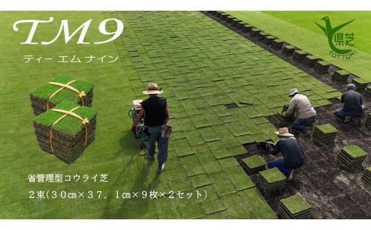 
            【先行予約 2025年9月以降発送】芝生(省管理型コウライ芝　TM9ティーエムナイン)２束セット※2平米分
          