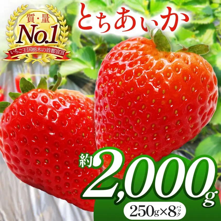 【2026年 先行予約受付中】朝採れのいちご とちあいか 2000g 