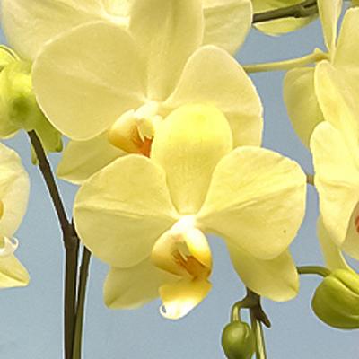 ふるさと納税 藤枝市 産直!ミディ胡蝶蘭鉢植え　イエロー　“カーリー” 2本立