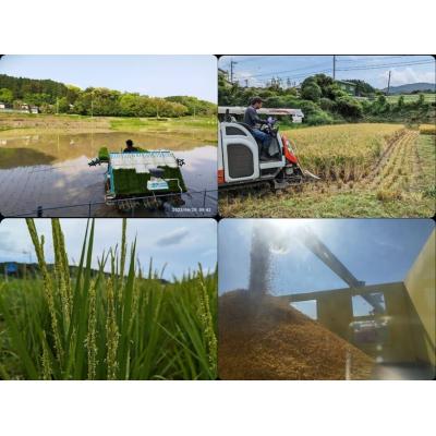 ふるさと納税 宗像市 【定期便/毎月お届け/全6回】むなかた産 米 ぴかまる 10kg【みきふぁーむ】_HB0170 |  | 03