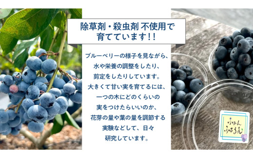 ブルーベリー狩り 体験チケット 《大人２名様プラン お土産付き》 ブルーベリー ベリー 食べ比べ 食べ放題 収穫 収穫体験 体験 チケット 招待券 レジャー 観光 旅行 ふれあい お土産 おみやげ 持