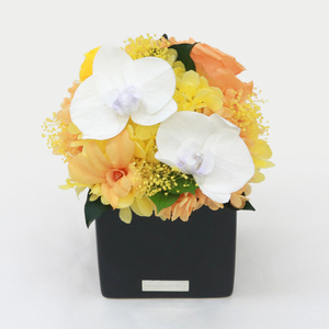 胡蝶蘭キューブM 花 お花 プリザーブドフラワー ギフト プレゼント お祝い 誕生日 お供え アレンジ インテリア 東京都 墨田区 グリーン