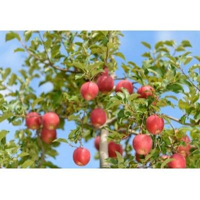 【25年12月出荷予定】 紅玉 約10kg おもてなし用【配送不可地域：離島・沖縄県】