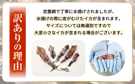 【ふるさと納税】【急速冷凍】【訳あり】生いか 天然ケンサキイカ サイズ無選別 1kg（500g × 2袋）定置網漁 皮むけ・サイズ不揃い【剣先いか 生イカ いか 白イカ いかめし いか焼き 姿焼き げ
