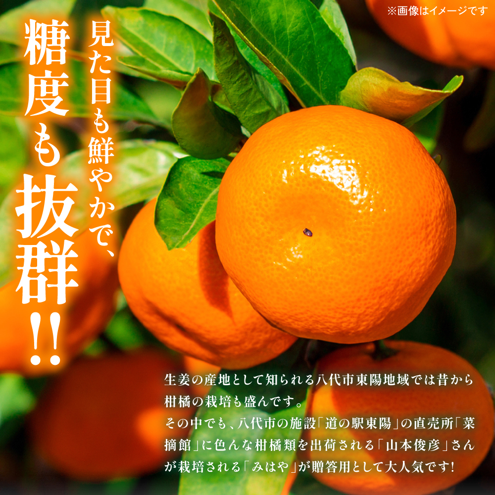 【先行予約】 八代市東陽産山本さん家の「みはや」5kg みかん 柑橘 フルーツ 果物 果実 ミカン 蜜柑 熊本県 八代市 【2026年12月上旬より順次発送】