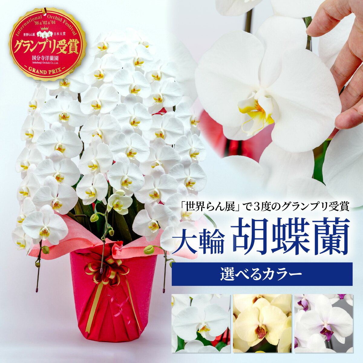 【ふるさと納税】胡蝶蘭 ＜選べるカラー＞3本立て | 花 お花 大輪胡蝶蘭 こちょうらん コチョウラン 蘭 洋蘭 白 黃 赤 贈答 開店祝い ギフト 贈り物 プレゼント 御祝 お祝い 開業祝い 慶事 新築祝い 記念日 母の日 父の日 敬老の日 お中元 お歳暮 国分寺洋蘭園 埼玉県 北本市
