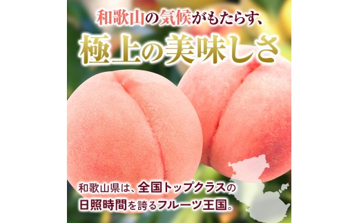 朝採れ 和歌山 桃　約4kg 秀品 ※2027年6月下旬～8月上旬頃順次発送予定 【tec911B】