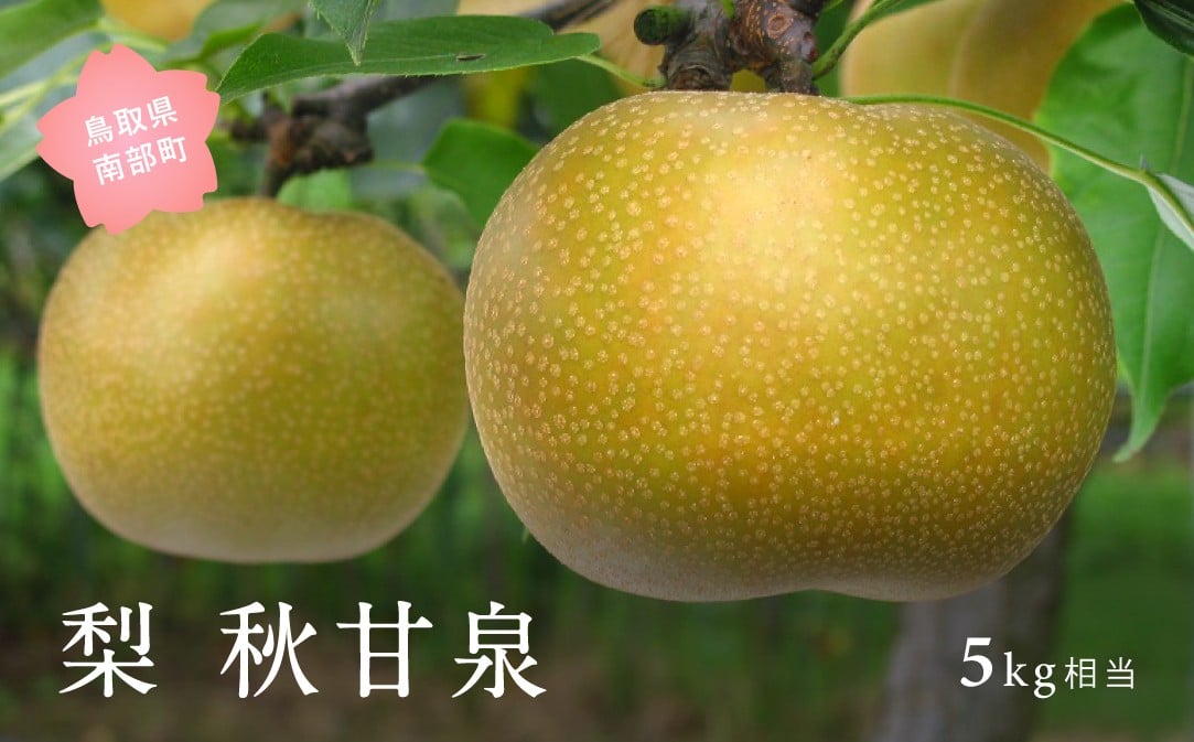 
            【YA05】秋甘泉［梨］（5kg箱）2026年9月出荷予定＜数量限定＞【先行予約】
          