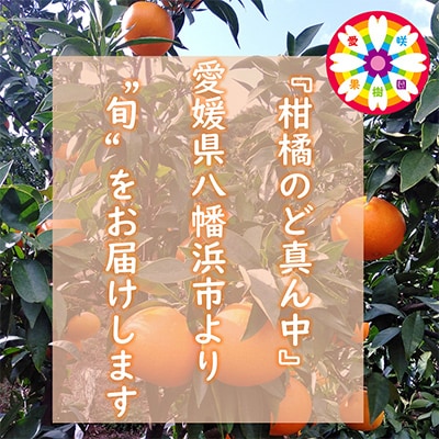 【発送月固定定期便】愛咲果樹園「みかん定期便」(10月〜1月)全4回【D71−19】【4013210】