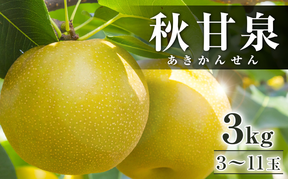 294.【先行予約】秋甘泉　3kg前後（3～11玉前後）◇　※2025年9月中旬～9月下旬頃に順次発送予定 313726_AN066