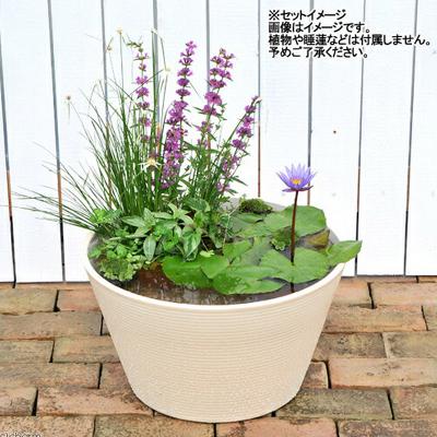 ふるさと納税 邑楽町 睡蓮鉢 メダカ鉢 金魚鉢 直径44cm 高さ25cm 軽量2kg|09_chm-cs0101a |  | 02