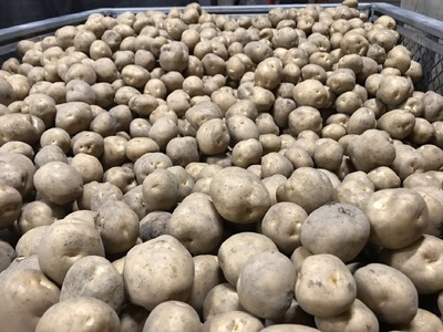 じゃがいも(男爵)　Sサイズ　20kg（B39）