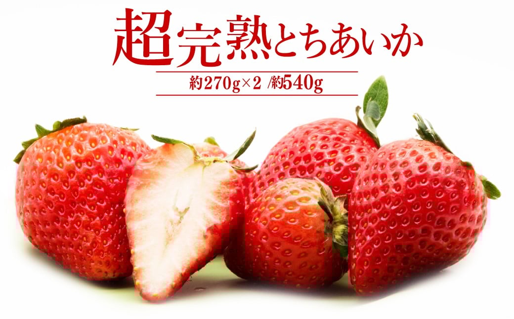 
            【先行受付：選べる発送月】いちご「茂木完熟いちご」　篠崎さんが育てた 朝どれとちあいか レギュラーサイズ 約270g × 2パック 合計 540g | いちご イチゴ 苺 とちあいか 完熟 果物 フルーツ くだもの 旬 産地直送 栃木県産 篠崎いちご園 栃木県 茂木町
          