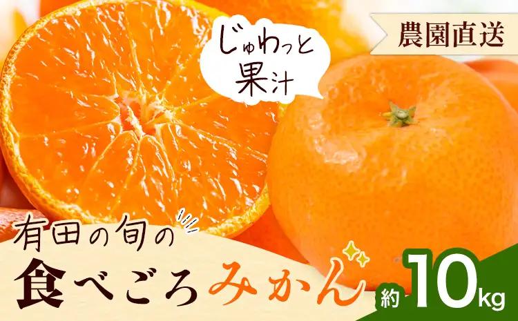 みかん 農園直送有田の旬の食べごろ みかん 約10kg