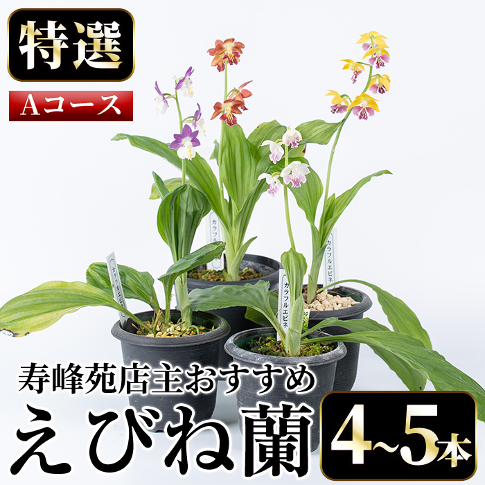 【A-1542H】＜数量限定＞寿峰苑特選えびね蘭(Aコース)店主のおすすめのえびね蘭の苗を4〜5本お届けいたします！【寿峰苑】
