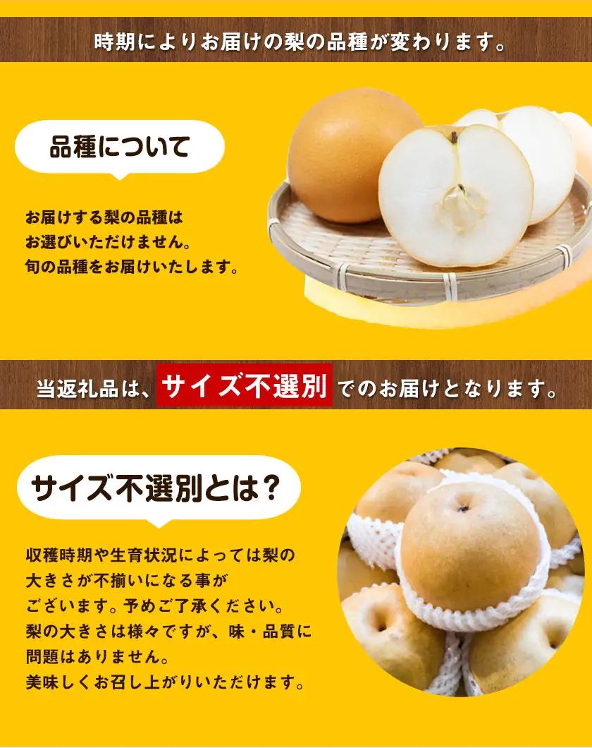 晴れの国頒布会 冬 たっぷり 無洗米 20kg 梨 4kg