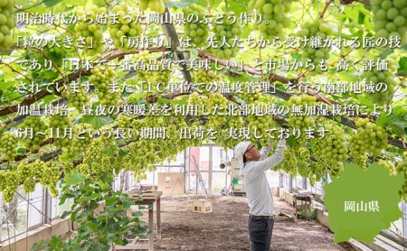 ぶどう 2026年 先行予約 シャイン マスカット 晴王 約600g×2房 8月下旬～11月下旬発送 ブドウ 葡萄  岡山県産 国産 フルーツ 果物 ギフト 岡山の葡萄 デザート 食後 