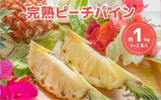 ☆新感覚の味わい☆桃のような甘～い香りのする芳醇なパイナップル　『完熟ピーチパイン』 約1kg（1～2個入）[025-a001_2026]